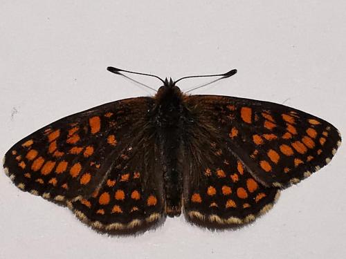 Réf. 303 601 : Melitaea athalia athalia
